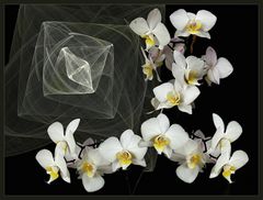 ein Orchideengruß zum Samstag