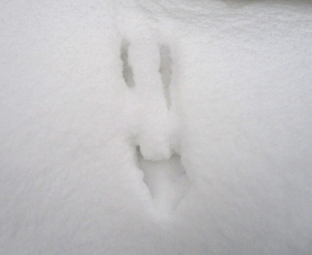  Ein ordentlicher Batzen Schnee kam die letzten Tage runter