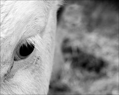 Ein ordentlicher Bulle hat immer ein Auge offen