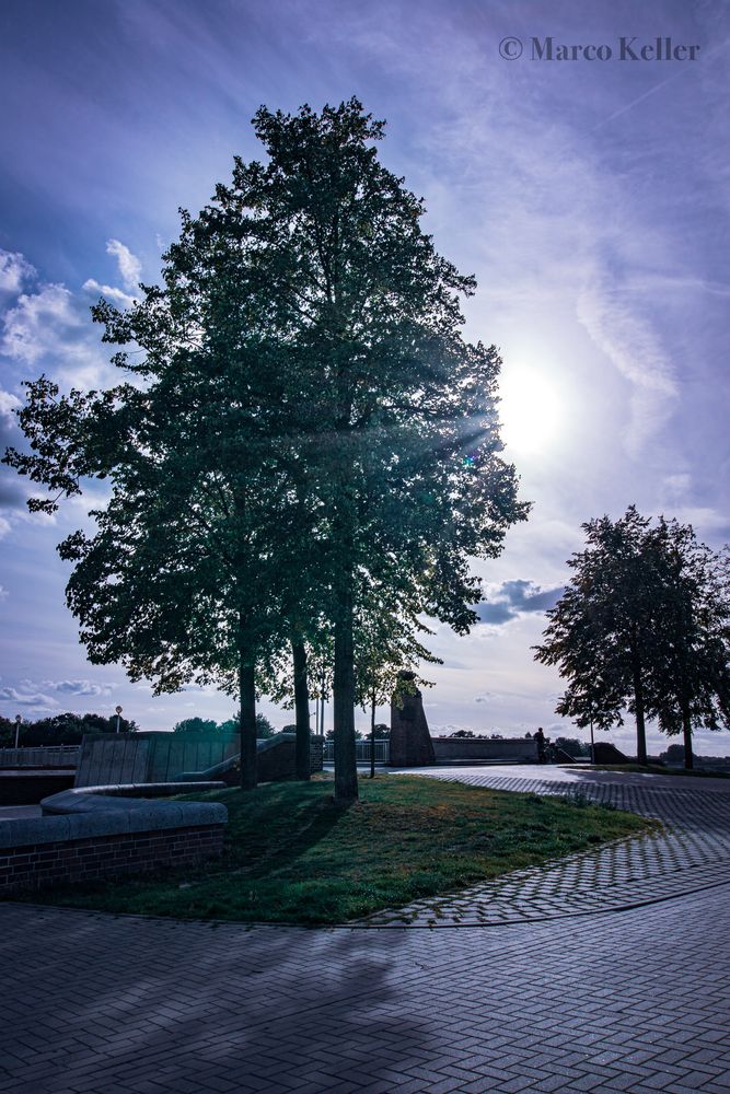 Ein Ort der Ruhe „ Der Baum“