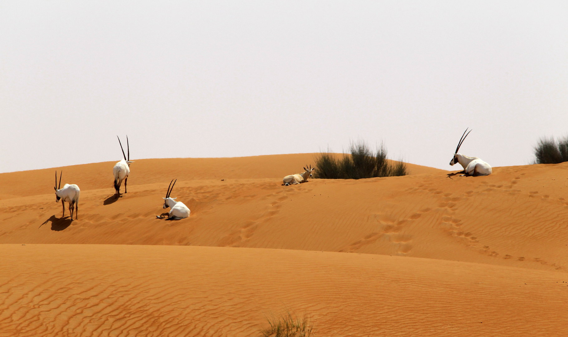 Ein Oryx kommt selten allein