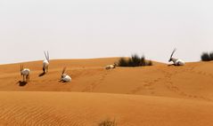 Ein Oryx kommt selten allein