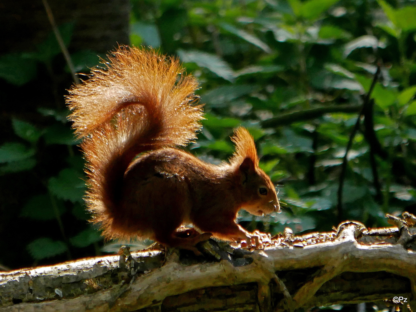 Ein "Ostereichhörnchen" lässt schon mal grüßen ...