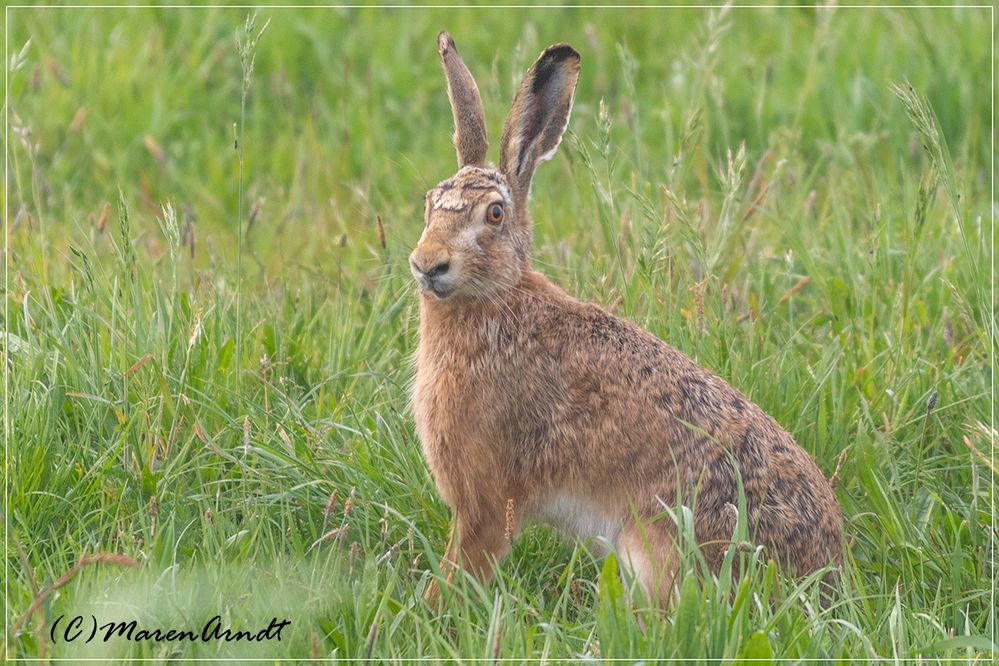 Ein Osterhase