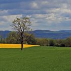 Ein Osterhase der schon in die Jahre gekommen ist...