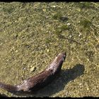 Ein Otter im Wasser