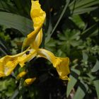 Ein Ottifant auf der Wasserlilie - Lilienrüssler (Mononychus punctumalbum)