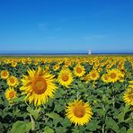 ein paar andalusische Sonnenblumen