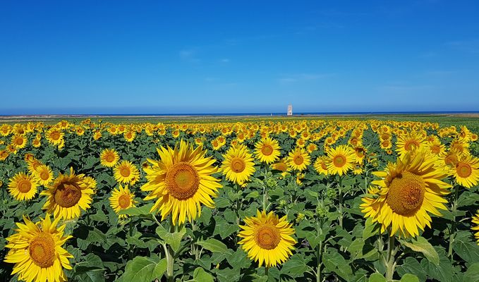 ein paar andalusische Sonnenblumen