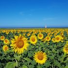 ein paar andalusische Sonnenblumen