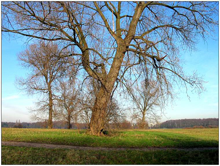 Ein paar Bäume auf der Wiese ...