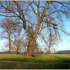 Ein paar Bäume auf der Wiese ...