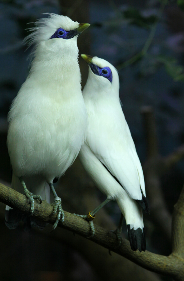 ein paar balistare... Foto & Bild tiere, haustiere, vögel Bilder auf