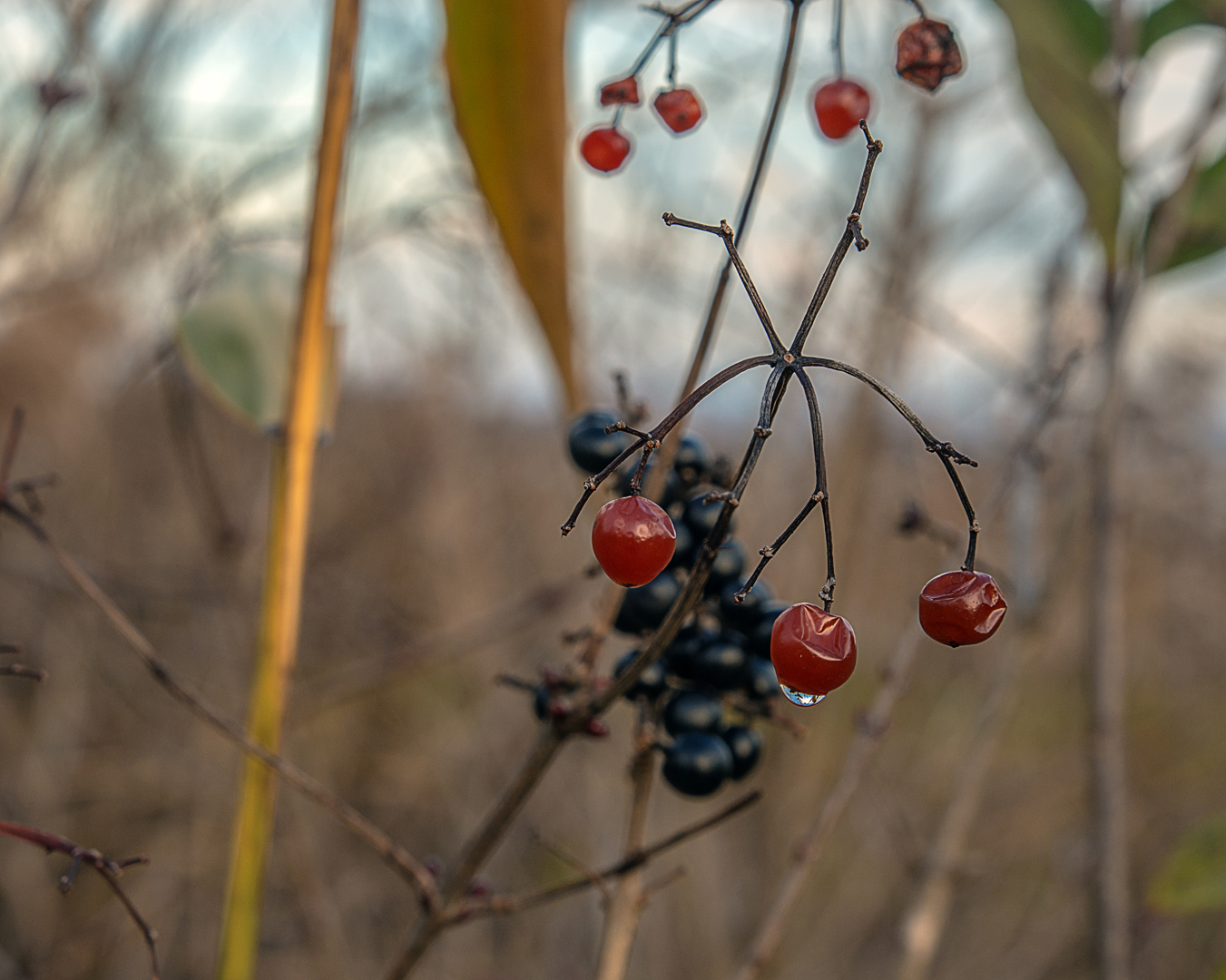 Ein paar Beeren sind noch übrig