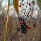 Ein paar Beeren sind noch übrig