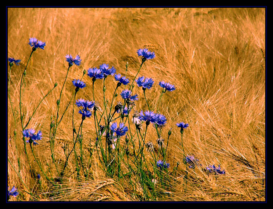 Ein paar blaue Kornblumen....