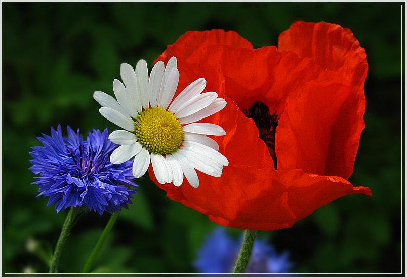 Ein paar Blümchen