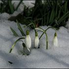 Ein paar Blümchen ...