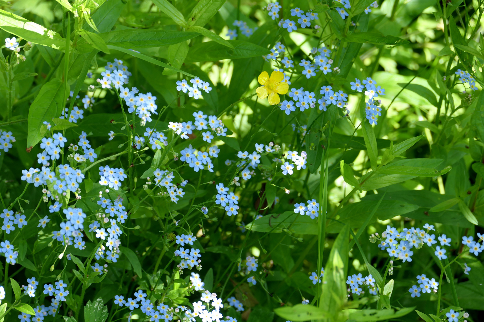 Ein paar Blümchen