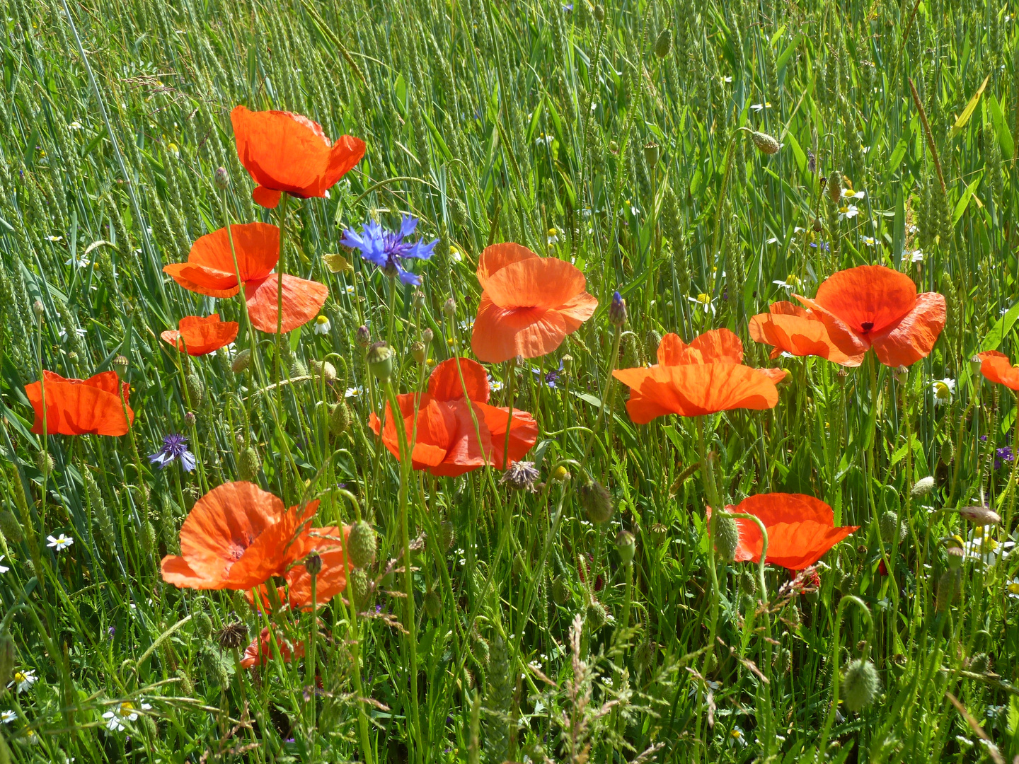 Ein paar Blümchen habe ich auch noch....