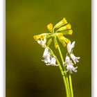 Ein paar Blümchen im Frühling