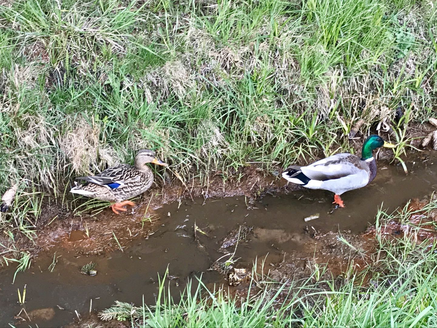 Ein Paar Enten am Bach ... .