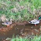 Ein Paar Enten am Bach ... .