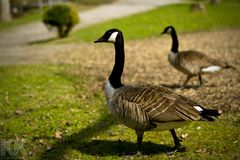 Ein paar Enten im Alsdorfer Tierpark