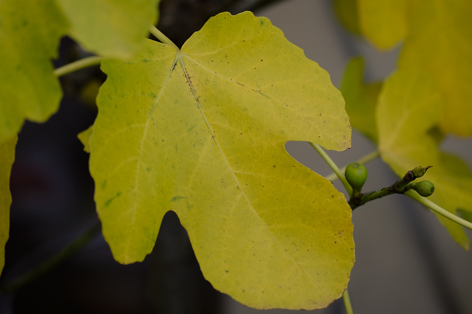 Ein paar Feigen haben sich bis in den Herbst gerettet