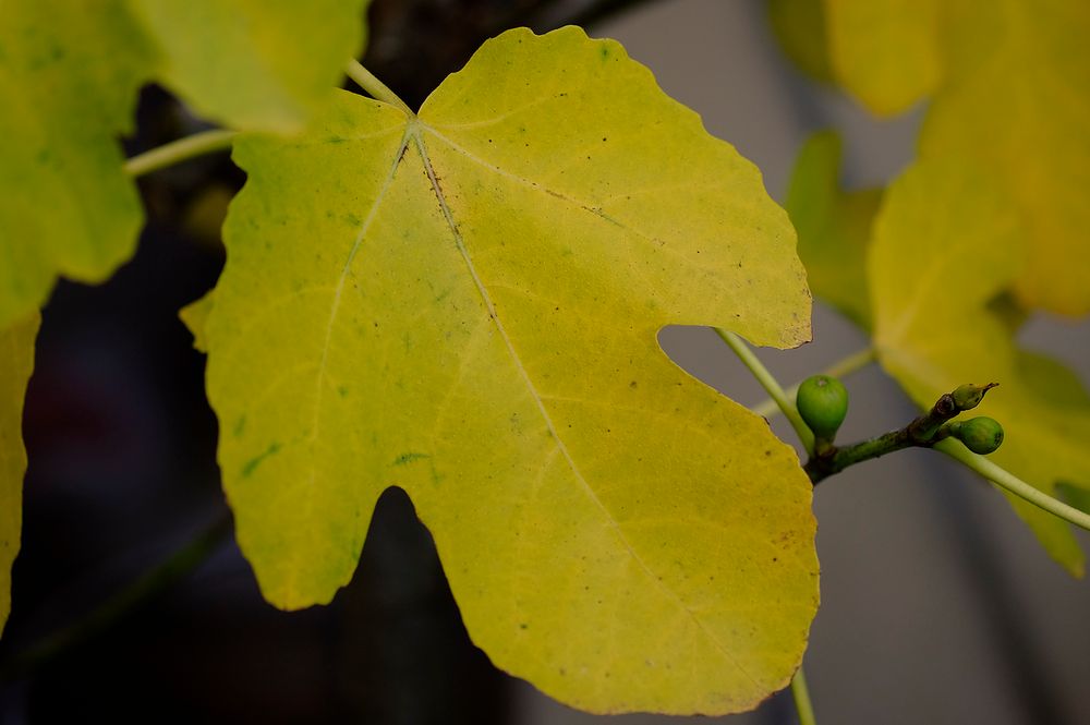 Ein paar Feigen haben sich bis in den Herbst gerettet