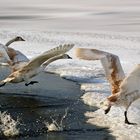 ein paar fliegen weg