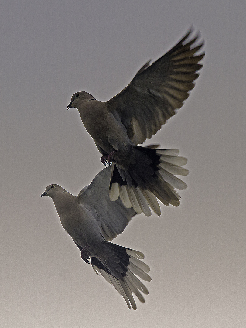 ...ein Paar-Flug