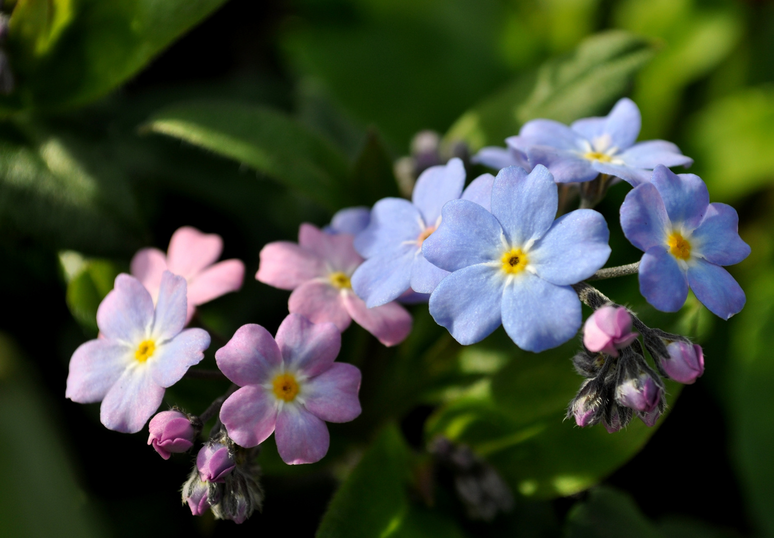 Ein paar frühlingshafte Farbklekse im Garten