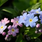 Ein paar frühlingshafte Farbklekse im Garten