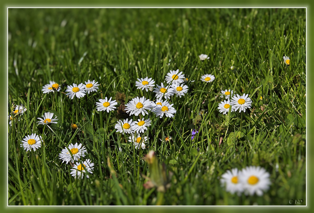 ein paar Gänseblümchen