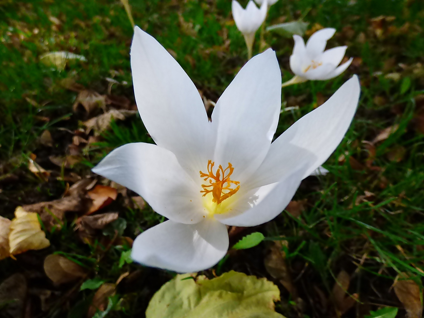 Ein paar Herbstkrokusse . . .