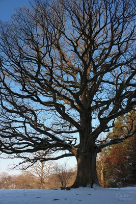 Ein paar hundert Jahre