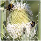 Ein paar Insekten haben eine Karde besetzt