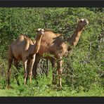 Ein paar Kamele