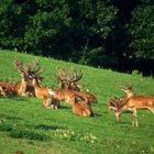 Ein paar Kolbenhirsche und Alttiere nutzten die späte Nachmittagssonne