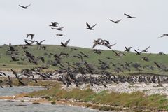 Ein paar Kormorane auf Fünen