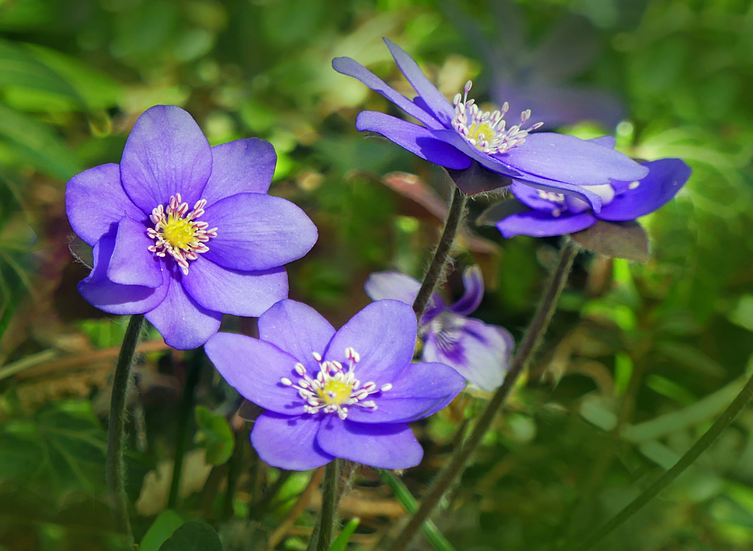 Ein paar Leberblümchen