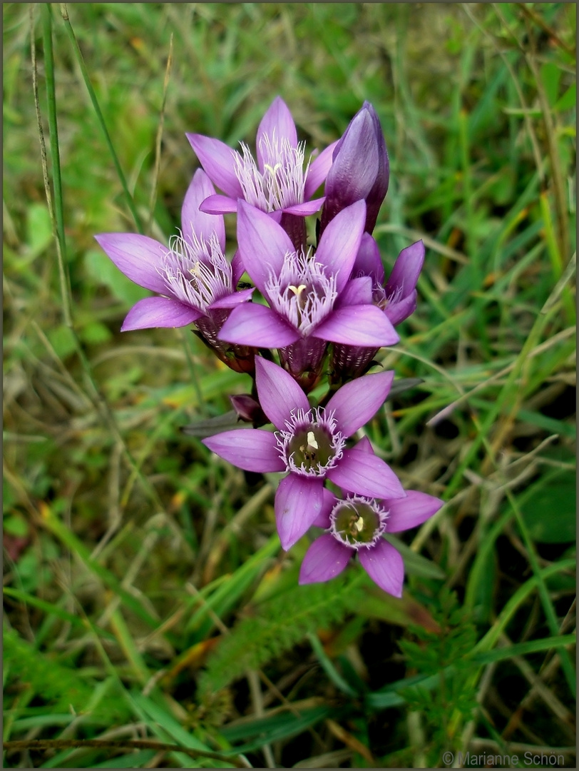 Ein paar lila Blüten zum Mittwoch...