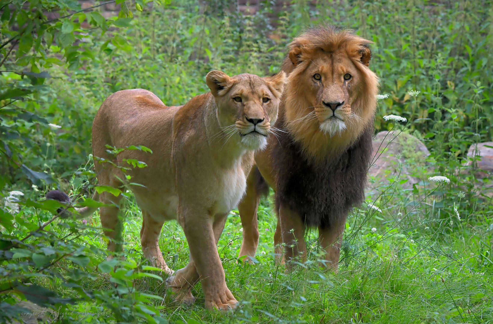 ein Paar Löwen im Duisburger Zoo ;-)