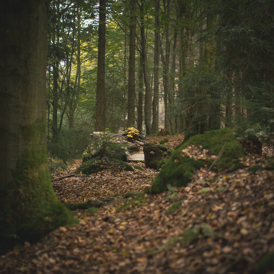 ein [paar] Männlein steh'n im Walde