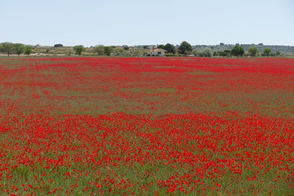 ..ein paar Mohnblüten zum Mittwoch!