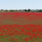 ..ein paar Mohnblüten zum Mittwoch!