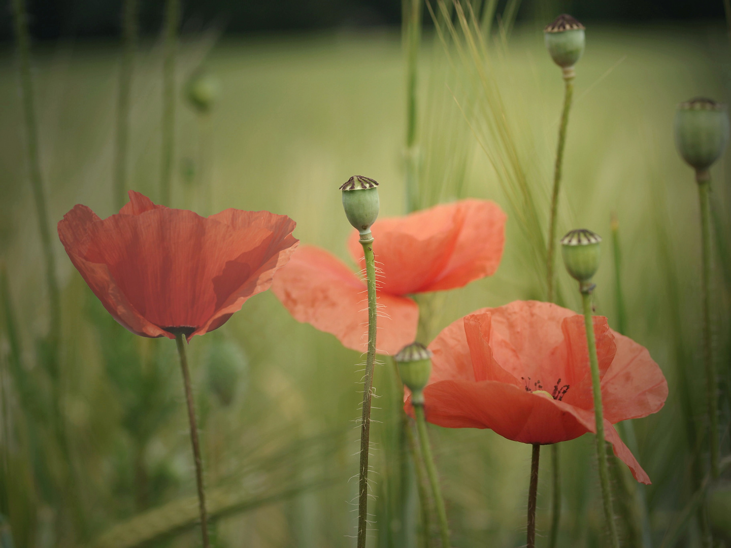 Ein paar Mohnblumen