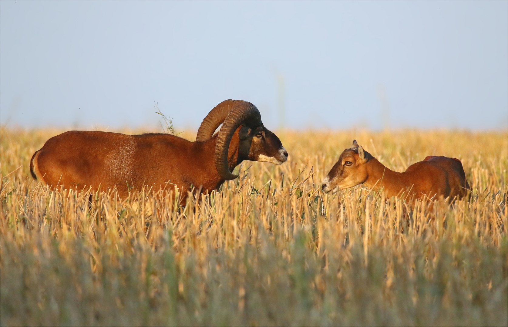 Ein Paar Mufflons: Widder und Schaf 