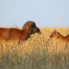 Ein Paar Mufflons: Widder und Schaf 